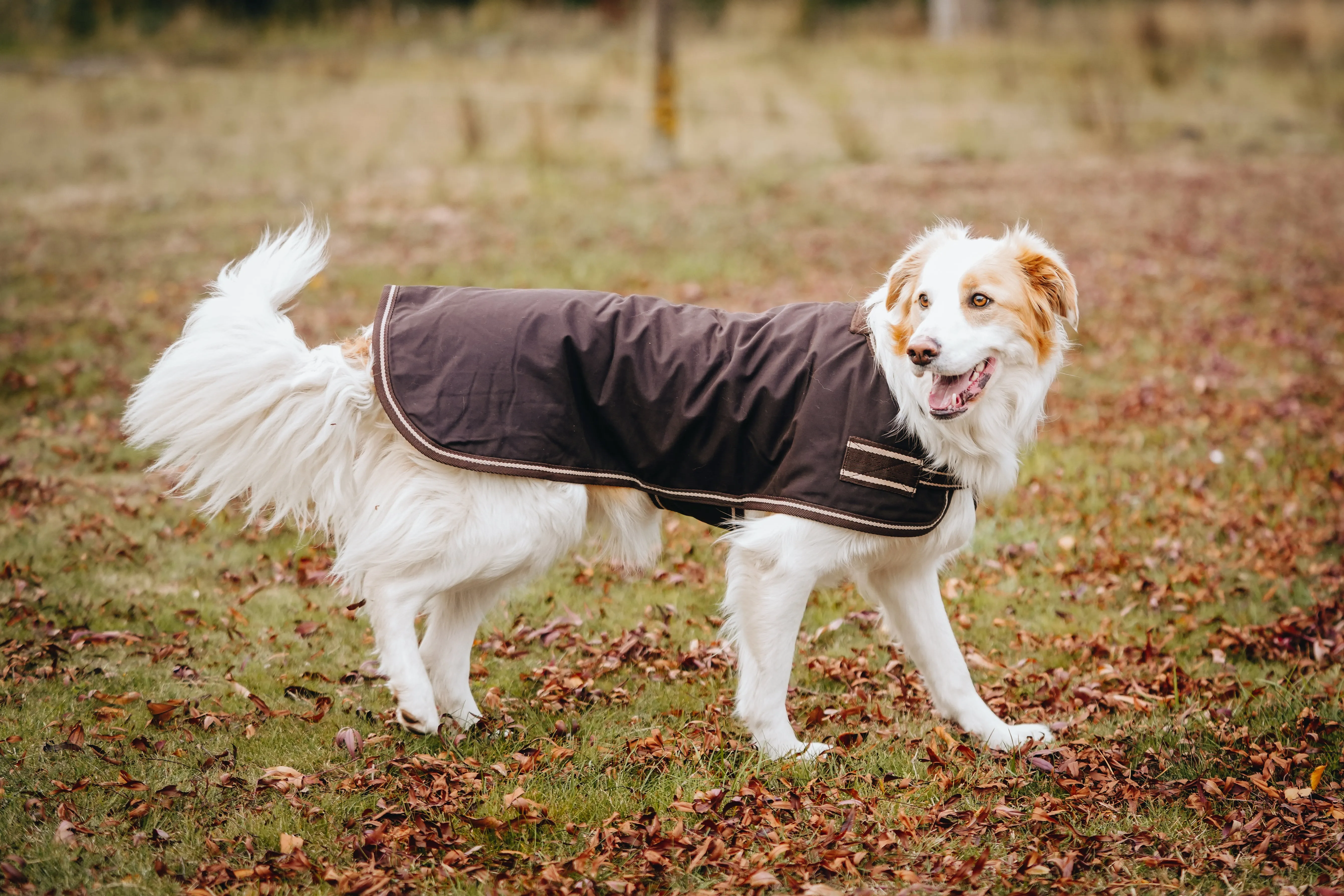 Oilskin Canvas Dog Coats - 2022 Stock clearance